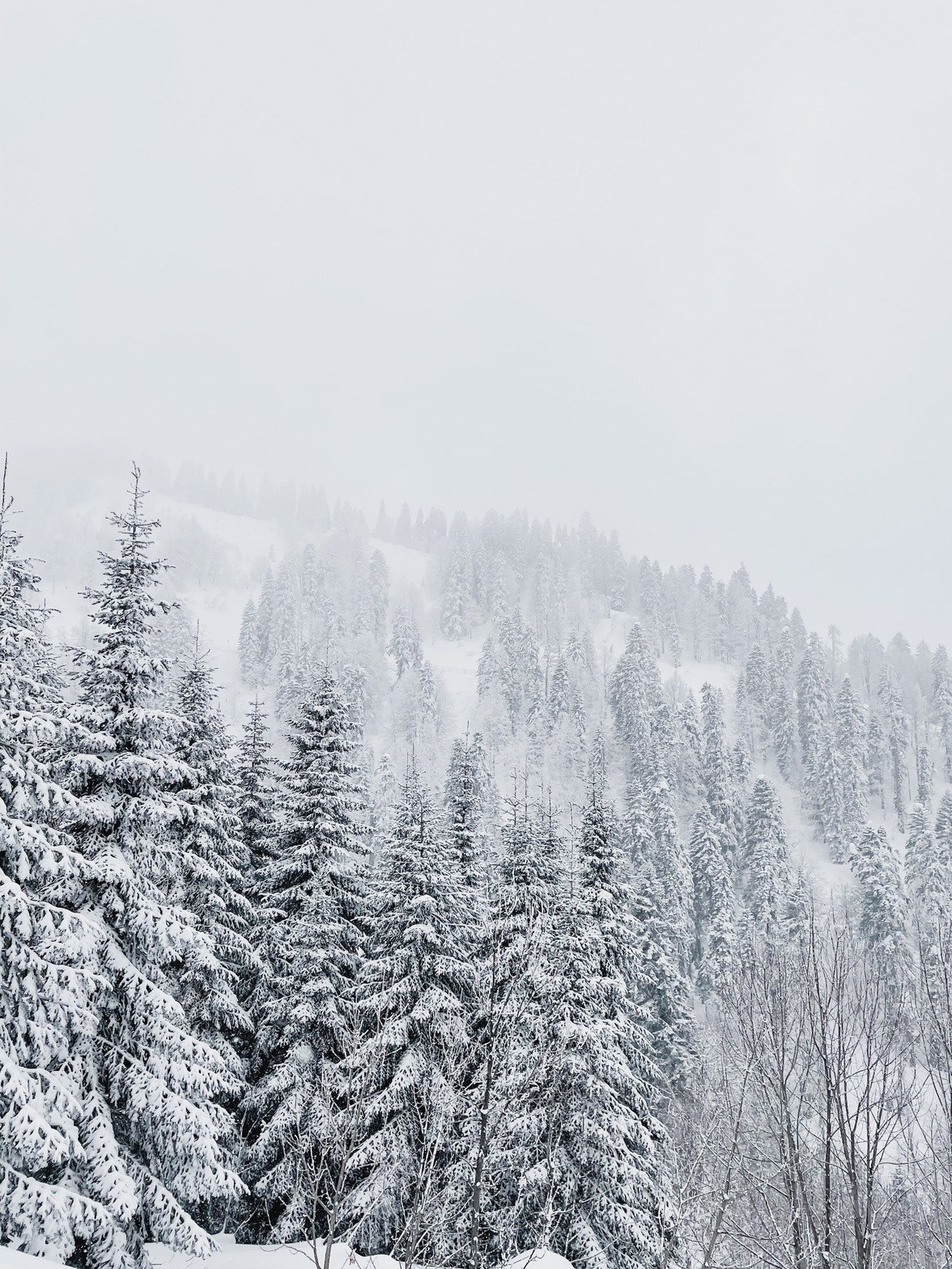 Trees in the Forest During Winter